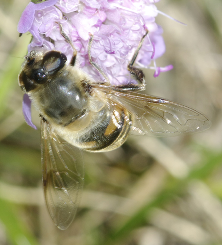 Eristalis tenax